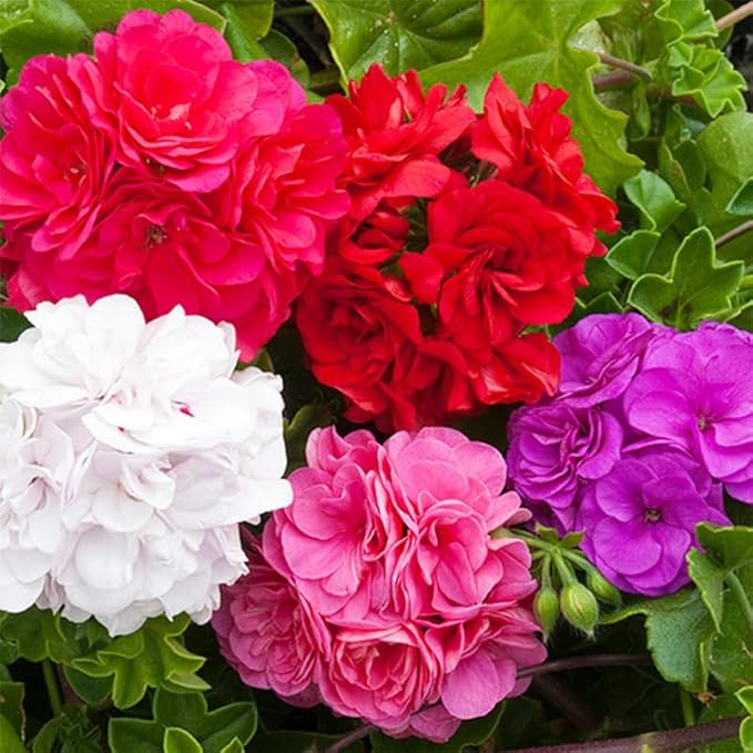 19+ Annual Geranium Flower Seed Mixes to Plant Outdoor Indoor Garden Growing-Non-GMO Heirloom Plant Seeds