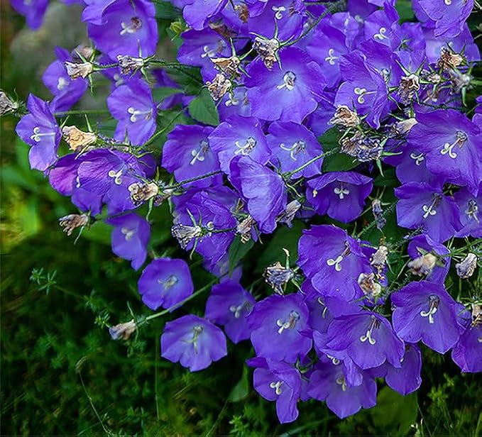 Tussock Bellflower Seeds - Campanula - Tussock Bellflower adapts Well to Many environments; it Also Makes a Good Container Plant Because of its Neat, Rounded Growth.