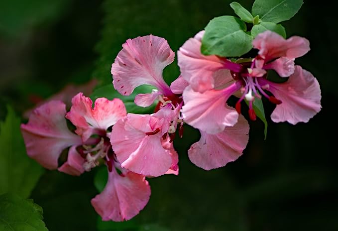 Set of Flower Seed Packets! Flower Seeds in Bulk - Great for Creating The Garden of Your Dreams! (100, Clarkia - Double Mix)