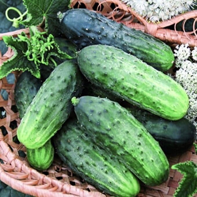 40+ Seeds Cucumber Wisconsin Gherkin - Vegetable Open-Pollinated