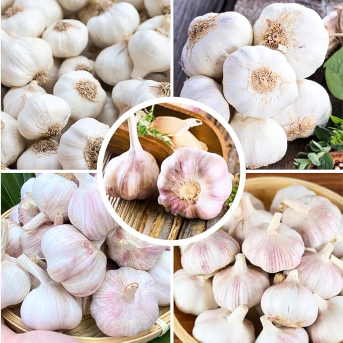 1 Pound Music Hardneck Garlic Bulbs for Planting, Fresh High-Yield Hardy Garlic for Garden or Container Growing