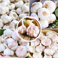 1 Pound Music Hardneck Garlic Bulbs for Planting, Fresh High-Yield Hardy Garlic for Garden or Container Growing