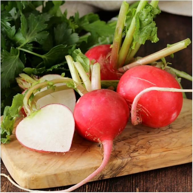 Seed Needs Radish Seeds for Planting German Giant Radishes - Non-GMO, Heirloom & Untreated - Grow a Home Grown Vegetable Garden - Cool Weather Crops (5 Packs)