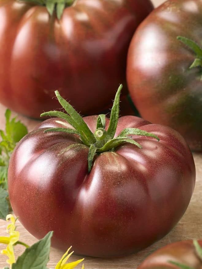 CEMEHA SEEDS - Seeds Black Prince Tomato Determinate Non GMO Vegetable for Planting