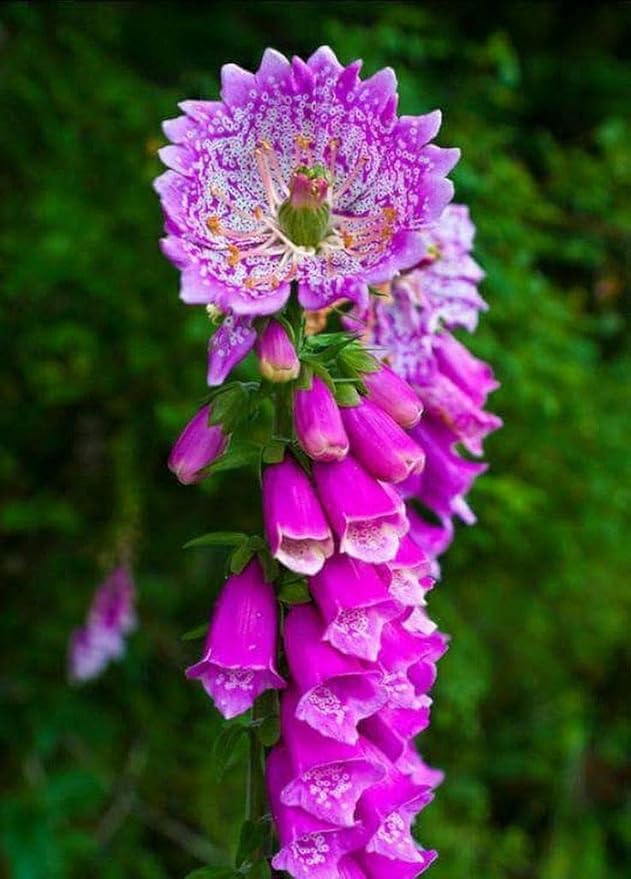 Seeds Foxglove Purple Mix Digitalis Giant Perennial Flowers for Planting