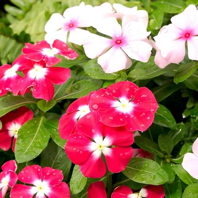 Mixed Rosea Vinca Periwinkle Seeds Dwarf Flower Balcony Perennail Garden Ground Cover 150pcs Bright Eye Periwinkle