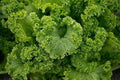 Southern Giant Curled Mustard Green Seeds 100 Count, COOL BEANS N SPROUTS Brand. Heirloom. Non-GMO. Home Gardening.