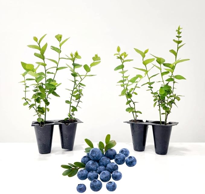 Blueberry Plant Emerald Live for Sale (4 Pack) | Easy to Grow Plants | Edible Fruit Plant for Sustainable Living | Grow Your own Food on Your Edible Organic Garden | Live for Planting | No Seeds