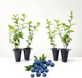 Blueberry Plant Emerald Live for Sale (4 Pack) | Easy to Grow Plants | Edible Fruit Plant for Sustainable Living | Grow Your own Food on Your Edible Organic Garden | Live for Planting | No Seeds