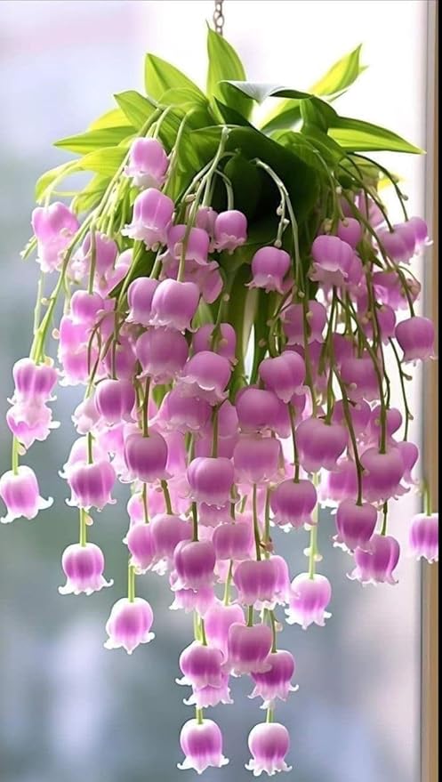 100pcs Lily of The Valley Flower Seeds, Fragrant White & Pink Perennial Blooms, Easy to Grow, Ideal for Garden Borders, Landscaping, Ground Cover, Shade-Loving Spring Flower Seeds