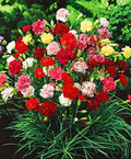 FUN AND GROW SEEDS: Seeds Carnation Shabo Mix Biennial Flowers