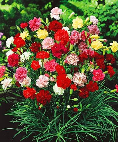 FUN AND GROW SEEDS: Seeds Carnation Shabo Mix Biennial Flowers