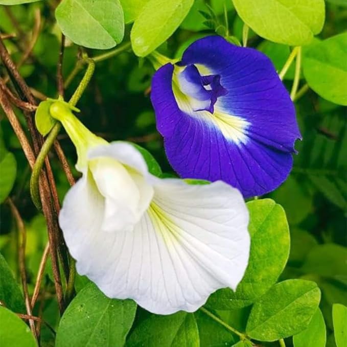 30Pcs Butterfly Pea Flower Seeds for Planting-Non-GMO Heirloom Plant Seeds Garden Outdoor