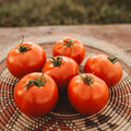Super Sioux Tomato - 50 Seeds - Delicious, Old-Fashioned Flavor, an Ideal Tomato for Canning, Non-GMO Heirloom Tomato Seeds for Planting in The Home Garden, Thresh Seed Company