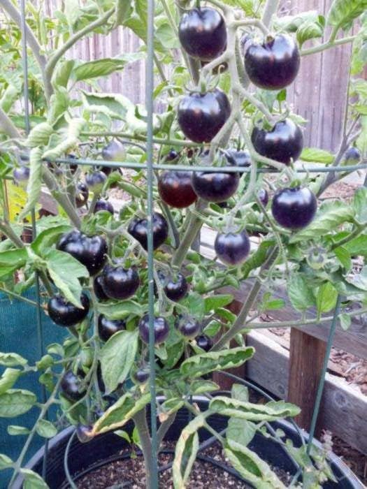 Seeds Indigo Rose Cherry Tomato - Heirloom Vegetable - GMO Free