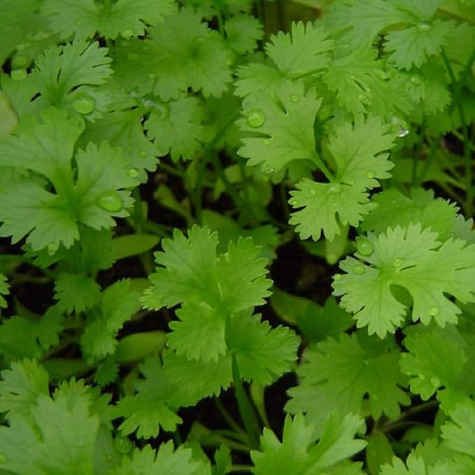 Joyous Jiffy "Herb" Collection #2-(2) Round 3x3 Jiffy pots,(2)Soil Peat Pellets(1)25+ Cilantro Seed pk(1)25+ Italian Large Leaf Basil Seed pk(1)25+ Italian Dk Green Parsley seed pk(1)25+ Thyme Seed pk