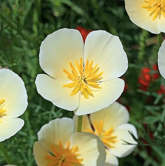 California Splendid Mix of California Poppy Seeds - Approximately 6,000 Seeds - Non GMO