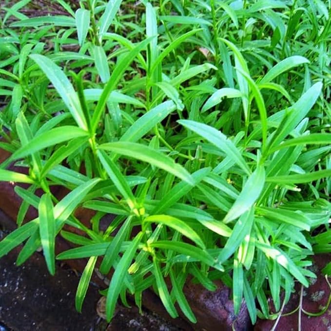 Seeds Summer Savory Heirloom Herbs for Planting Non GMO 800 Seeds
