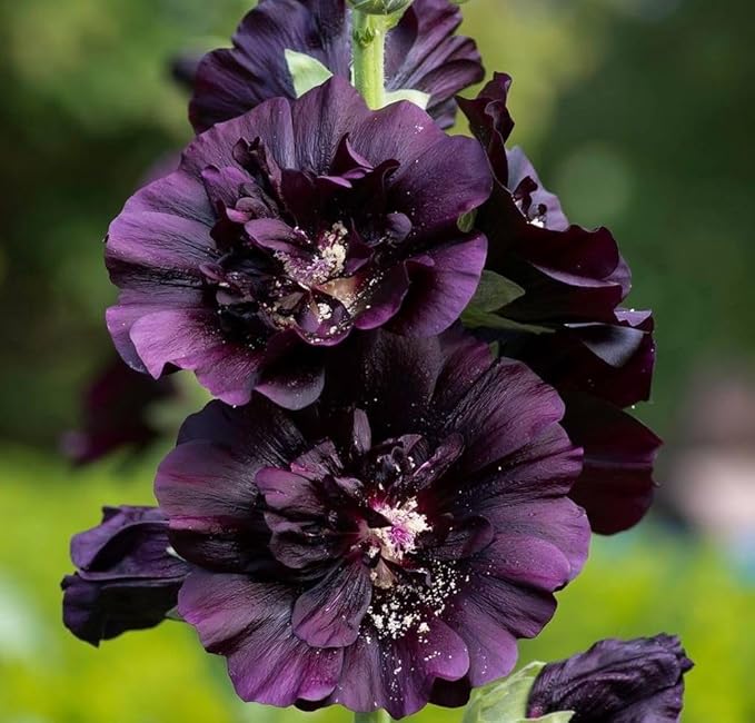 Black Hollyhock Seeds - 5g Heirloom Seeds for Planting Alcea rosea - Great for Gothic Gardens, Open Pollinated Biennial That Attracts Pollinators