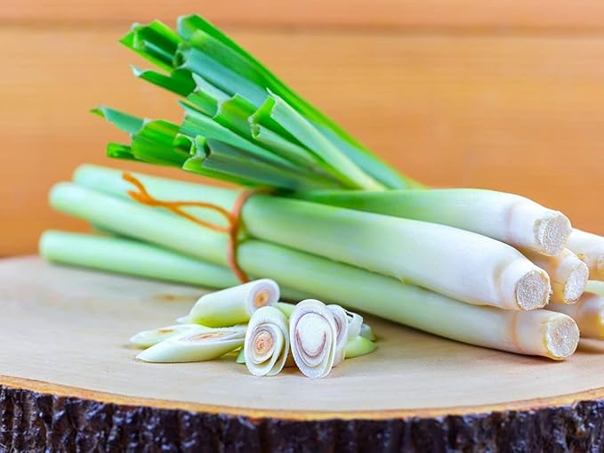 CEMEHA SEEDS - Seeds Lemongrass Barbed Wire Grass Silky Head Non GMO Herbs for Planting