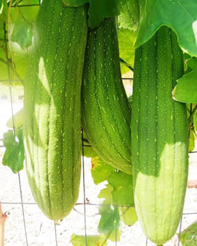 Extra Long Luffa Gourd Seeds USA Asian Chinese Loofah Sponge Gourd Seeds Non-GMO Heirloom 20pcs Zucchini