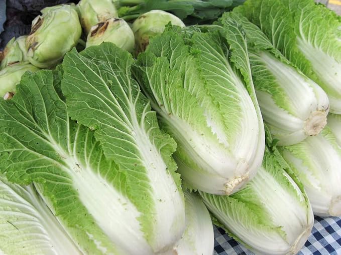 Seeds Peking Napa Cabbage Heirloom Vegetable for Planting Non GMO