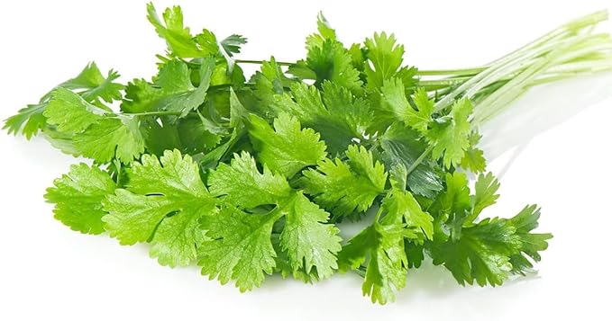 Todd's Seeds Coriander (Split Seed Cilantro) Slo-Bolting Herb Seed, Non-GMO, Chemical Free, High Germination (One Pound)