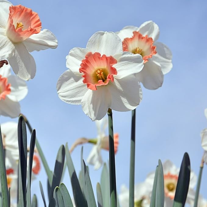 Pink Charm Daffodil Flowers - 12 Bulb Count - Pink and White Large Cup Narcissus - Easy to Grow Spring Blooming Perennials, Hardy Zones 3-8, Deer Resistant, Bee & Butterfly Attracting
