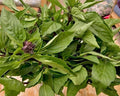2400 Seeds Thai Basil Sweet Large Leaf Seeds