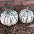Pumpkin Seeds for Planting (10 Seeds) - Exotic and Hard to Find Pumpkin, Squash and Gourd Seeds - Vegetable Garden Seeds (Silver Edge)