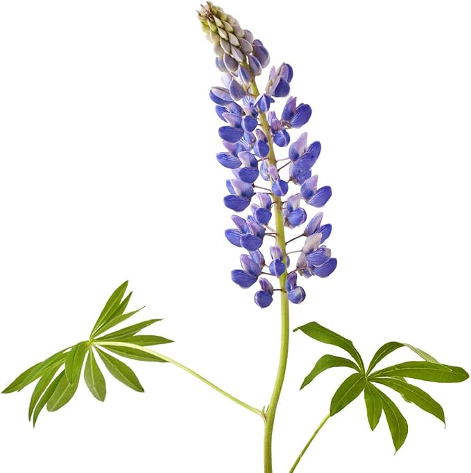 Texas Bluebonnets - Approximately 100 Seeds .1 Oz - Texas State Flower