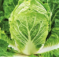 1000 Matsushima Chinese Napa Cabbage Seeds | Non GMO Heirloom Garden Bok Choy Japanese Korean Asian Vegetable Seed