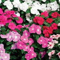 Park Seed Vinca Flower Plant Seeds, Easy to Grow, Perfect for Spring Garden, Cora Flower XDR Mix, Pack of 20
