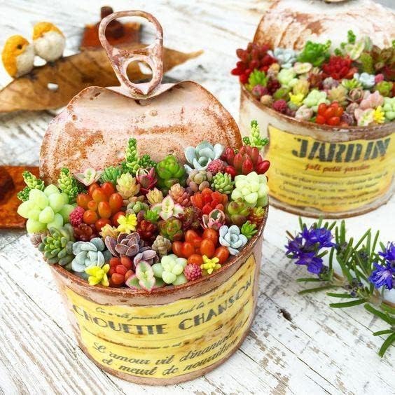 200pcs Rare Beautiful Mixed Mini Succulents Seeds for Planting, DIY Bonsai Ornamental Plant