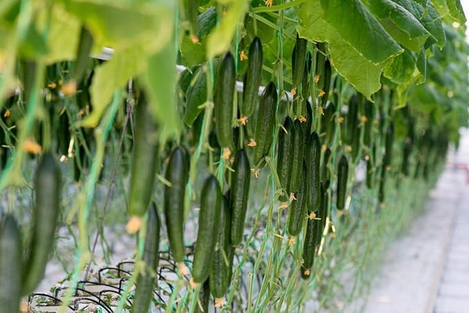 Seeds Cucumber Chinese Miracle - Open-Pollinated - Heirloom Vegetable - GMO Free