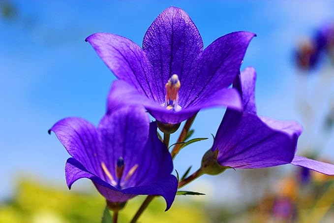 Tussock Bellflower Seed Mix Blue and White 1000 Seeds for Planting Campanula Carpatica Non-GMO with Growing Instructions