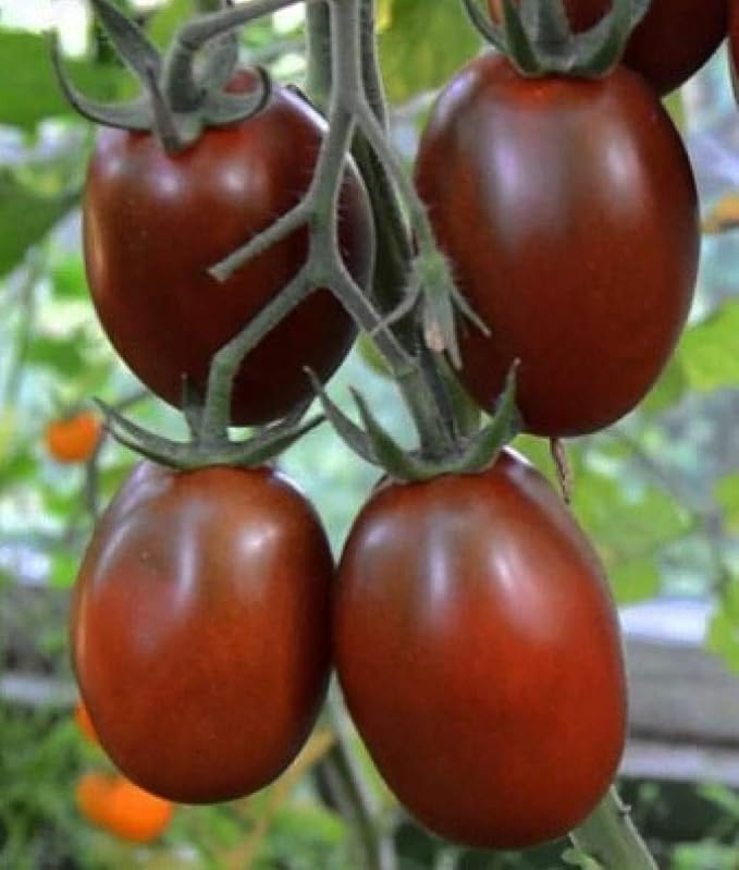 NIKA SEEDS - Seeds Vegetable Black De Barao Tomato - 40 Seeds