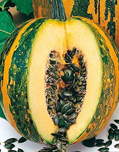 Seeds Pumpkin Muscat Striped Vitamin Big Decorative Ornamental Unique Giant Garden Vegetable for Planting Non GMO