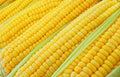 Vegetable Garden Seeds for Planting - Grow Heirloom Vegetables (Incredible Sweet Corn)