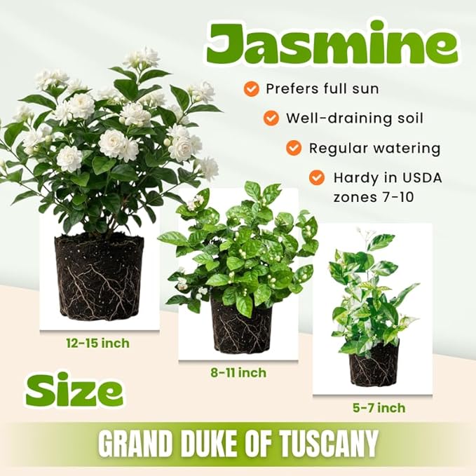 2 Duke of Tuscany Jasmine Plants 4–8 Inch, Live Fragrant Jasmine Flowering Vine, Sweet Scented Blooms, Easy Care Indoor or Outdoor