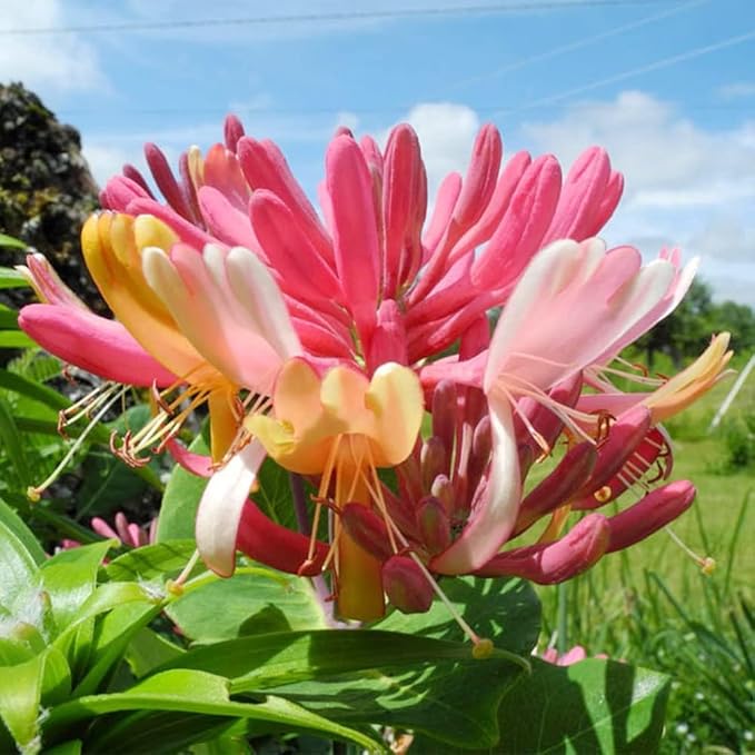 200+ Honeysuckle Flower Seeds for Planting Outdoor-Heirloom Non-GMO Honeysuckle Fragrant Flower Seeds