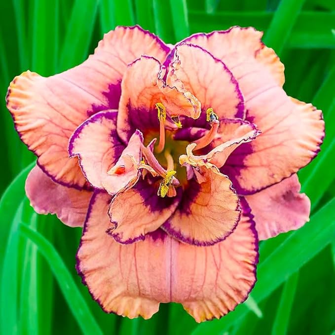 100Pcs Perennial Daylily Hemerocallis Seeds for Planting-Mixed Color Day Lily Fine Flower Seeds Heirloom