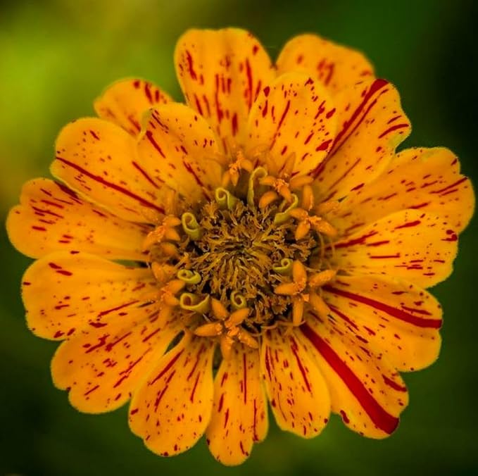 200 Pcs Pink Zinnia Seeds - Heirloom Perennial Non-GMO Outdoor Indoor