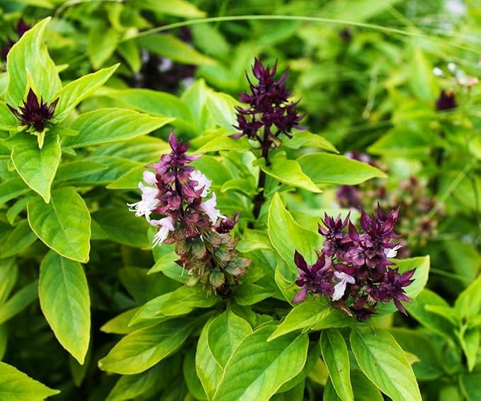 500+ Pcs Large Basil Seed Collection for Planting -Sweet, Opal, Thai, and Giant Leaf Basil - Non-GMO Heirloom Grow Indoors or Outdoor (Thai Basil)