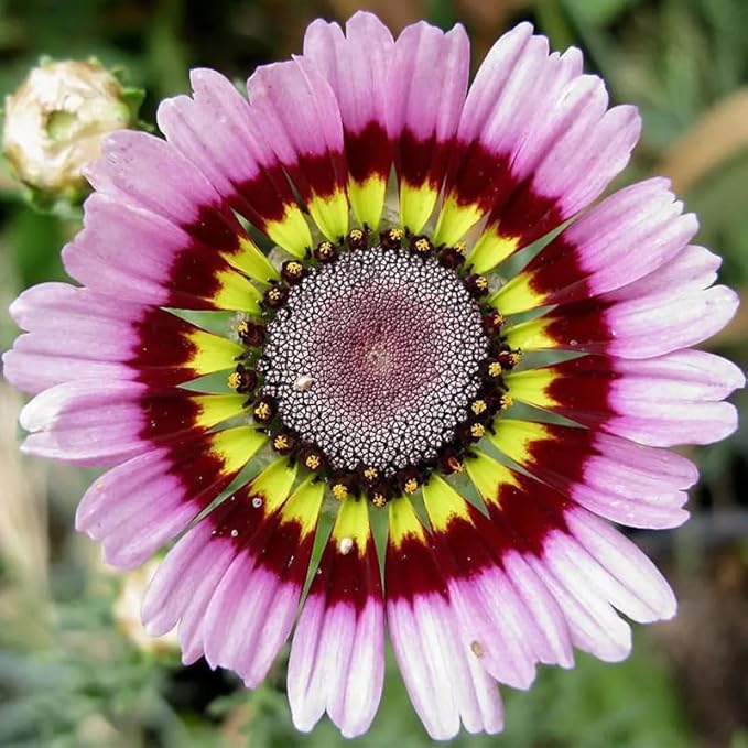1200+ Perennial Painted Daisy Seeds - Perennial Chrysanthemum Flowers, Rainbow Mix for Outdoor Planting, Fragrant Flowers Attract Butterflies, Home Garden Essential