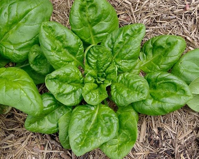 Seeds Four Seasin Spinach Viroflay - Heirloom Vegetable - GMO Free