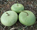 30 Corsican Gourd Seeds; Novelty; Fun to Grow; for Basket Arts & Crafts; Hard shelled