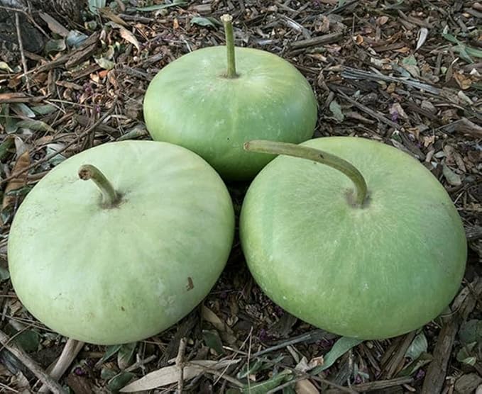 30 Corsican Gourd Seeds; Novelty; Fun to Grow; for Basket Arts & Crafts; Hard shelled