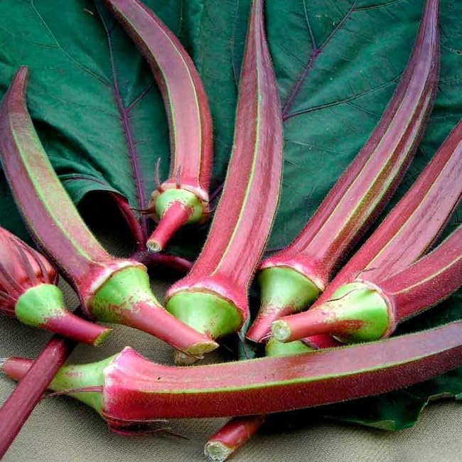 Red Okra Seeds – Abelmoschus Esculentus | Vibrant Red Pods | Heat-Tolerant & Nutritious Vegetable
