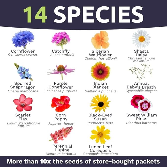 Northeast Wildflower Seeds - Bulk 1/4 Pound Bag - Over 30,000 Native Seeds - Open Pollinated and Non GMO Varieties for New York, Virginia, Pennsylvania, Maine and More!